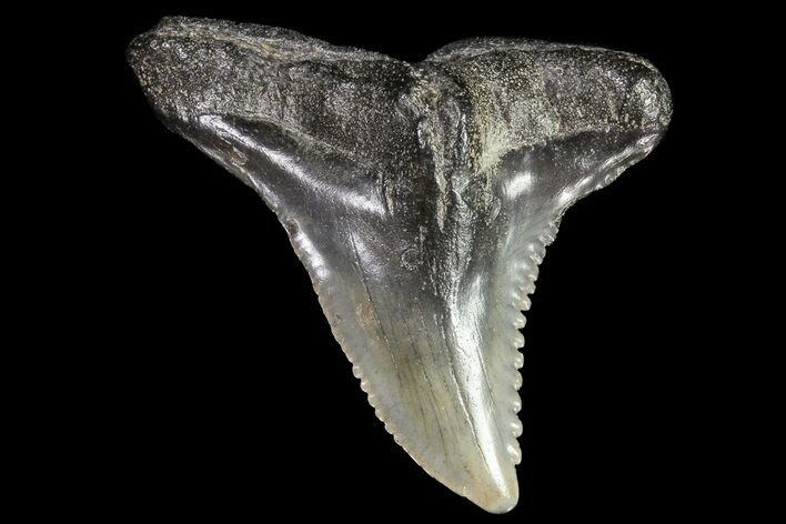 Large, Fossil Hemipristis Tooth - Georgia #74769